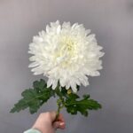 Хризантема “Магнум”